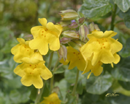 Yellow Monkey Flower 14